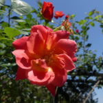 fun things to do off Taipei's MRT Red Line by station. Taiwan. Rose Park