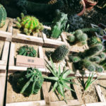 fun things to do off Taipei's MRT Red Line by station. Taiwan. Botanical Garden