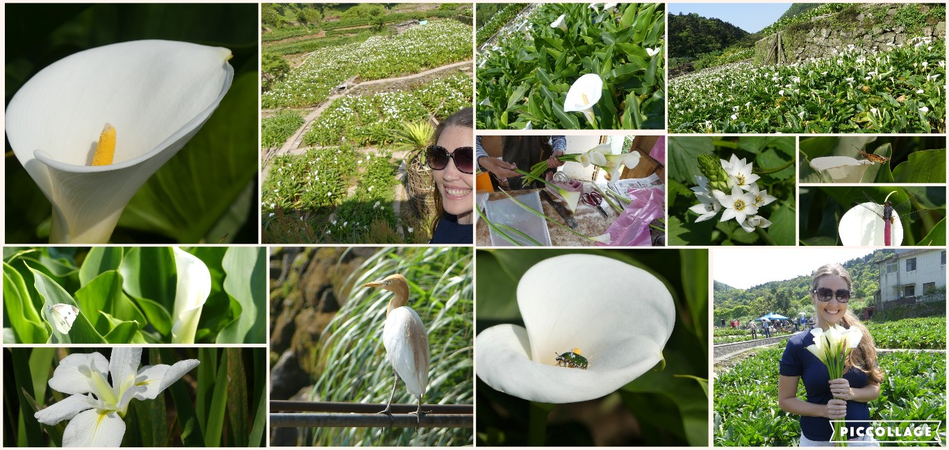 Zhuzihu Calla Lily Village in Yangmingshan Taiwan outside of Taipei