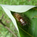Jiannan Butterfly Trail, caterpillar, host plant, path, life cycle, butterflies. Taipei, Taiwan