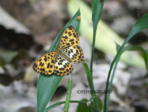 timelaea albescens formosana at Jiannan Butterfly Trail Taipei Taiwan