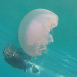 snorkeling with jellyfish in Bitoujao (Bitou) on Taiwan's northeast coast
