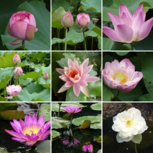 lotus flowers and water lily's at Taipei Botanical Garden's pond