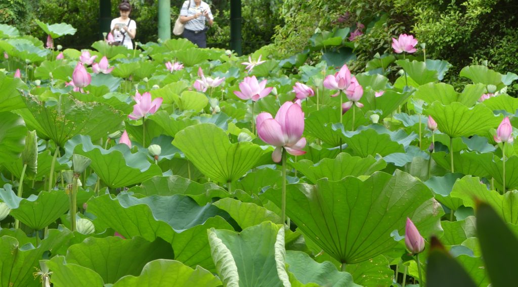 Lotus lily pond at Taipei Botanical Gardens Taiwan