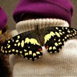 Papilio demoleus Linnaeus