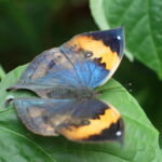 ?? Taiwan Butterfly