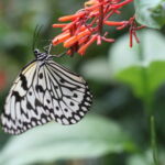 Idea leuconoe clara