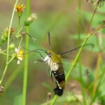 ?? Taiwan Hummingbird Moth