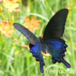 Papilio dialis tatsuta