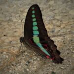 Where: Wulai, Taipei County Graphium sarpedon connectens