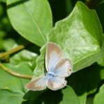 Lycaenidae