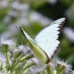 Appias lyncida eleonora