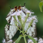 Cyrestis thyodamas formosana