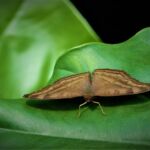 Nymphalidae