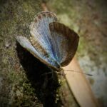 Lycaenidae (?)