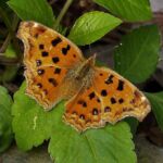 Where: Jiaoxi, Yilan Polygonia c-aureum lunulata
