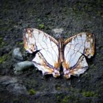 Cyrestis thyodamas formosana