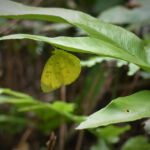 PIeridae possibly Eurema brigitta hainana