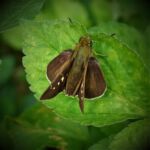Hesperiidae
