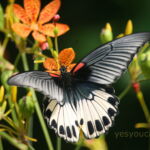Papilio memnon heronus